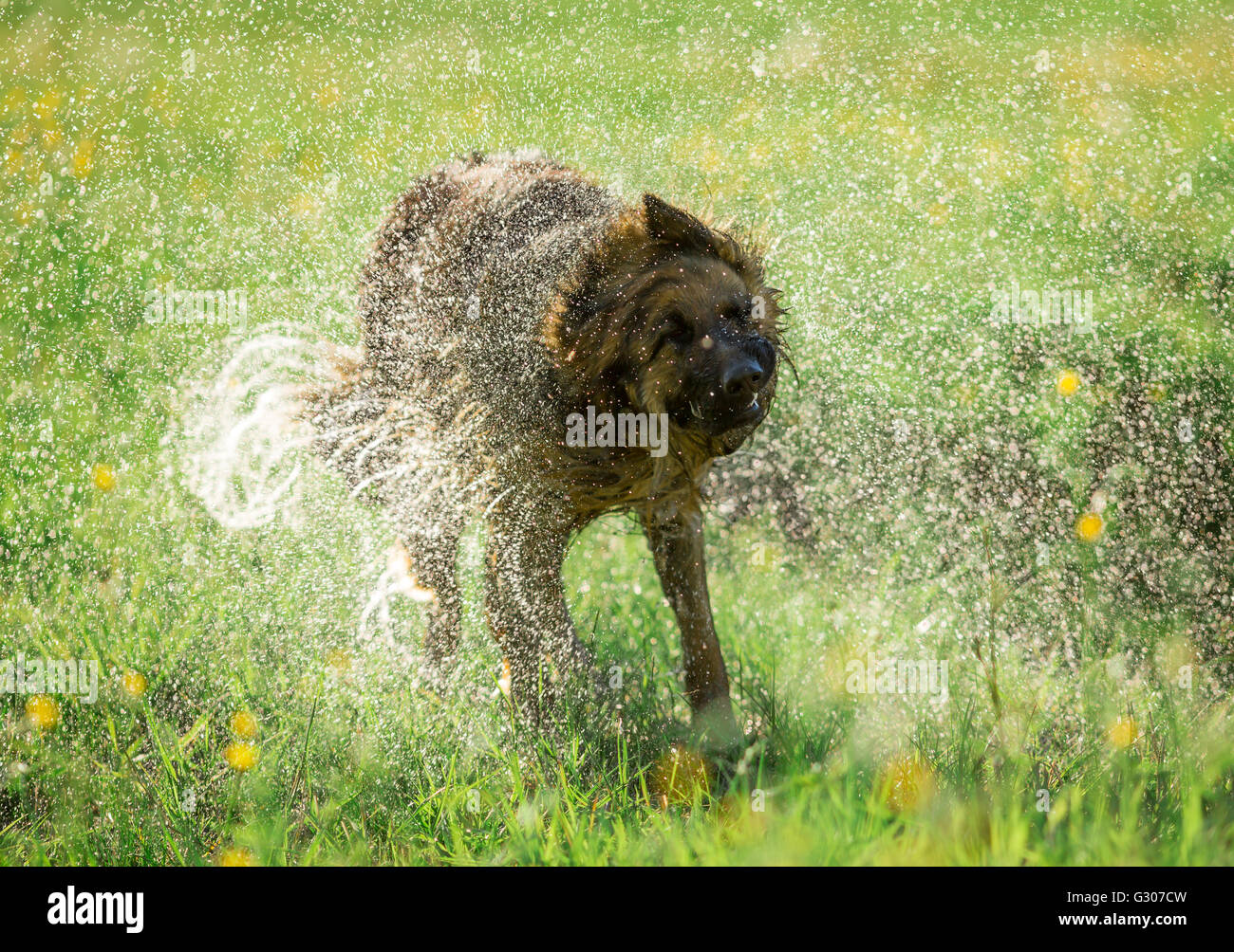 German shepherd dog shaking off water Stock Photo