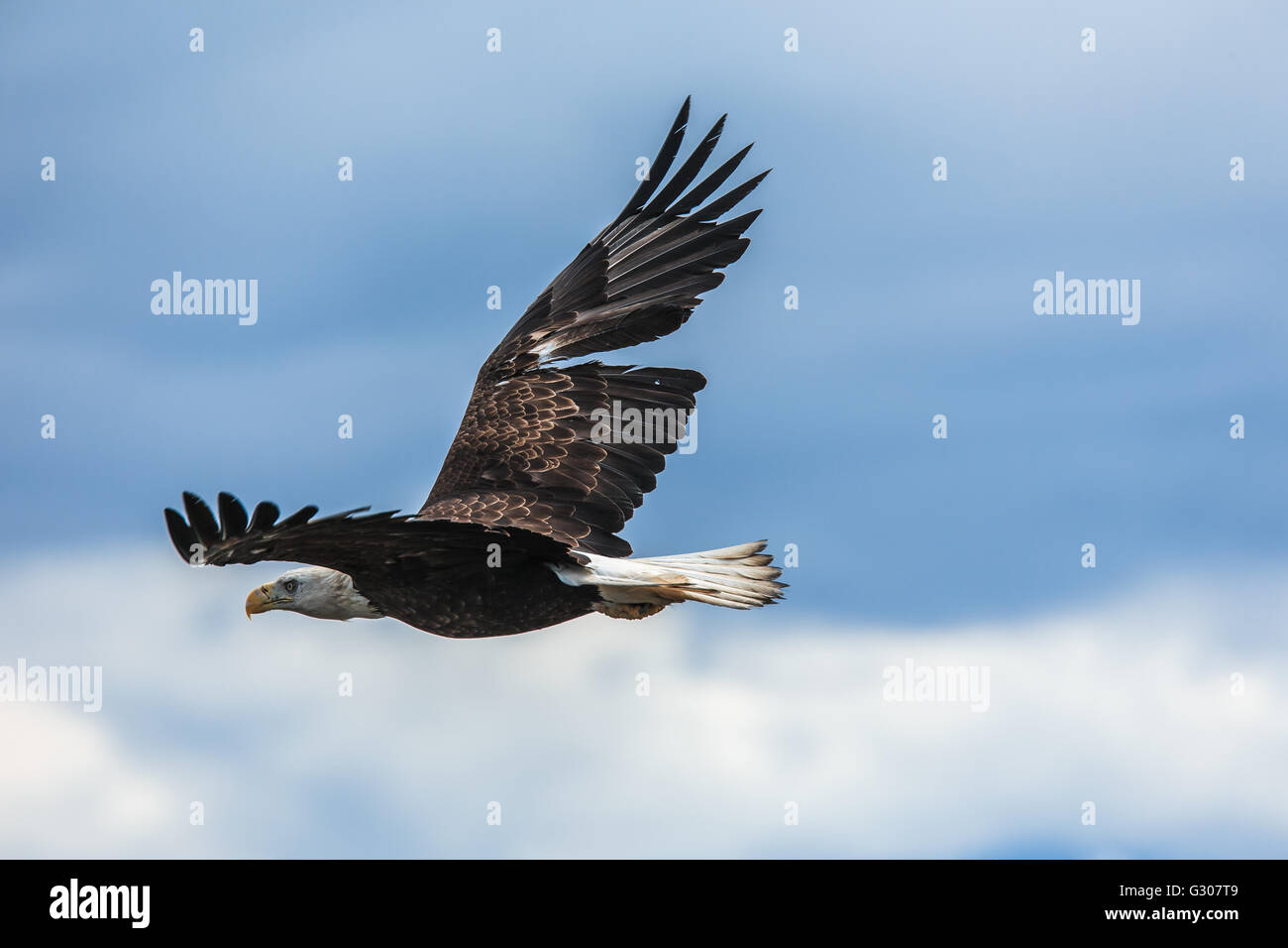 Spread eagle hires stock photography and images Alamy