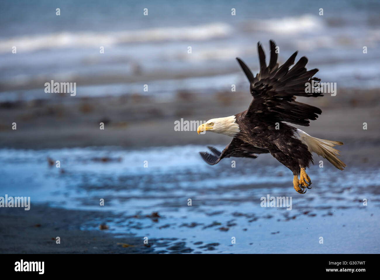 Spread Eagle Open Wings Fishing Stock Photo
