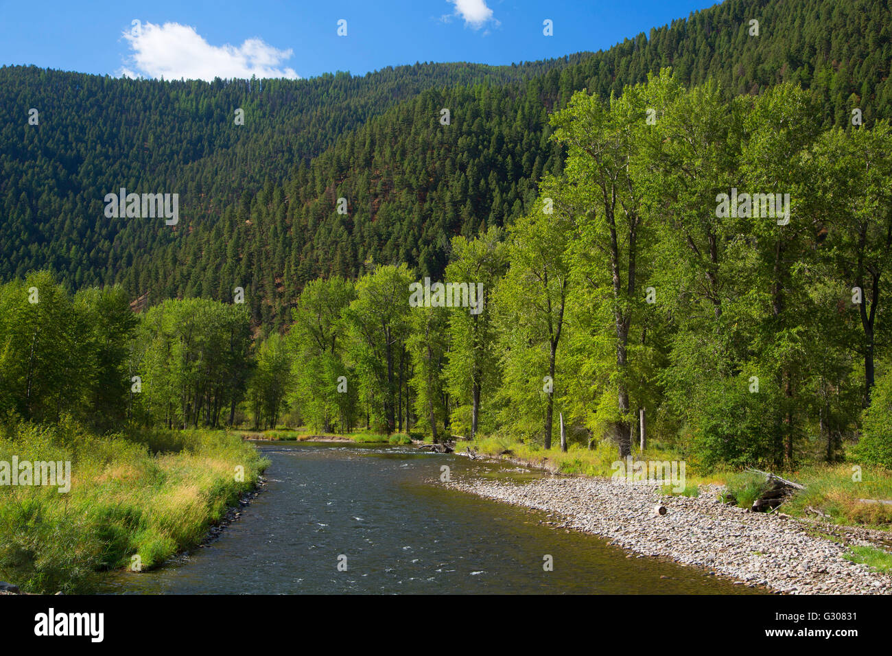 Rock Creek, Lolo National Forest, Montana Stock Photo - Alamy