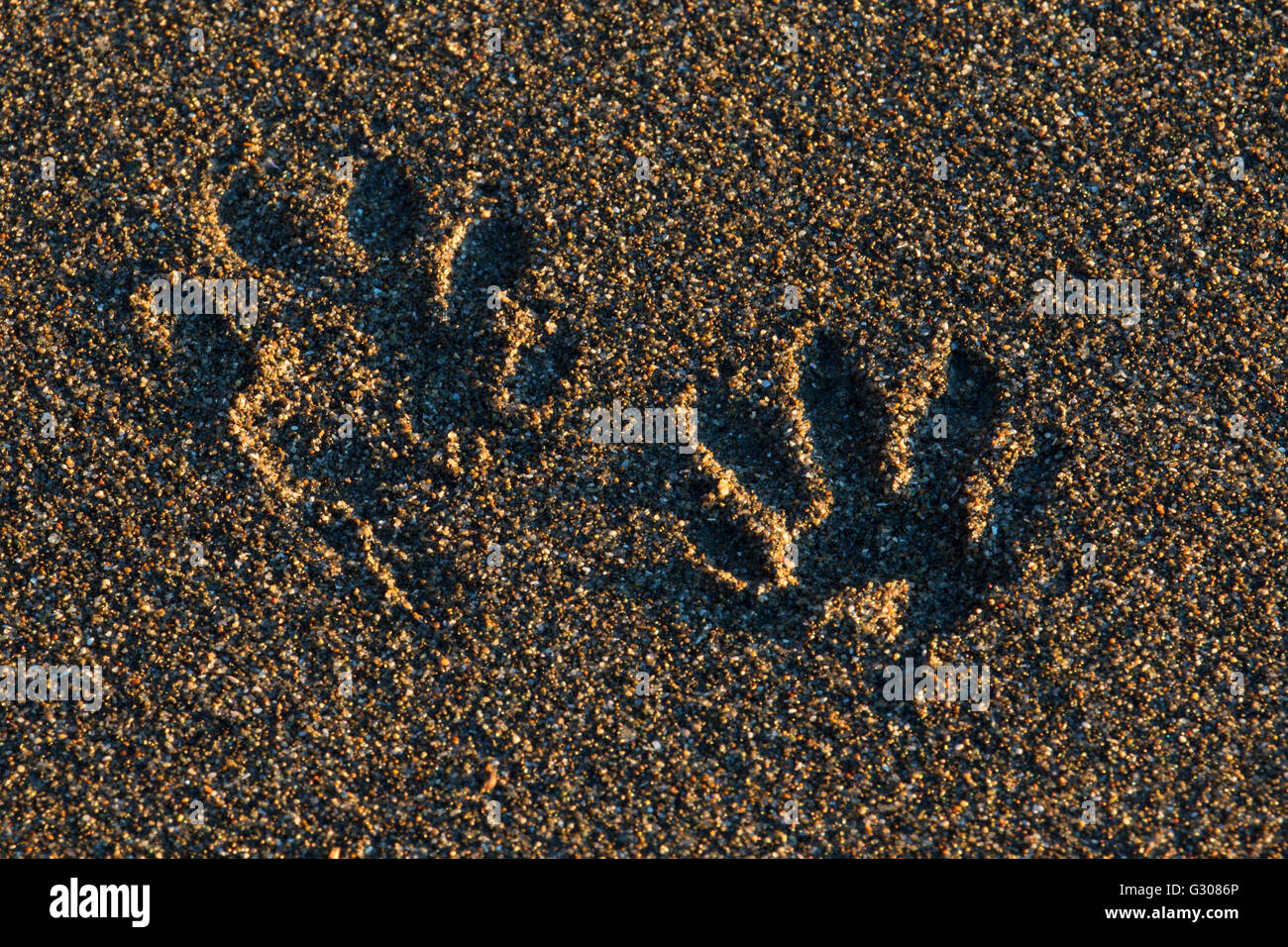 Raccoon footprints hi-res stock photography and images - Alamy