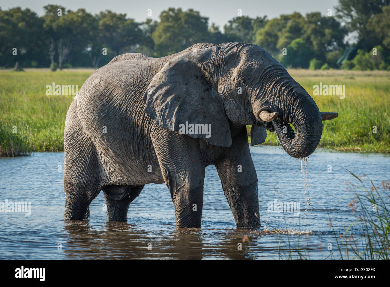 Elephant in river with trunk dripping water Stock Photo Alamy