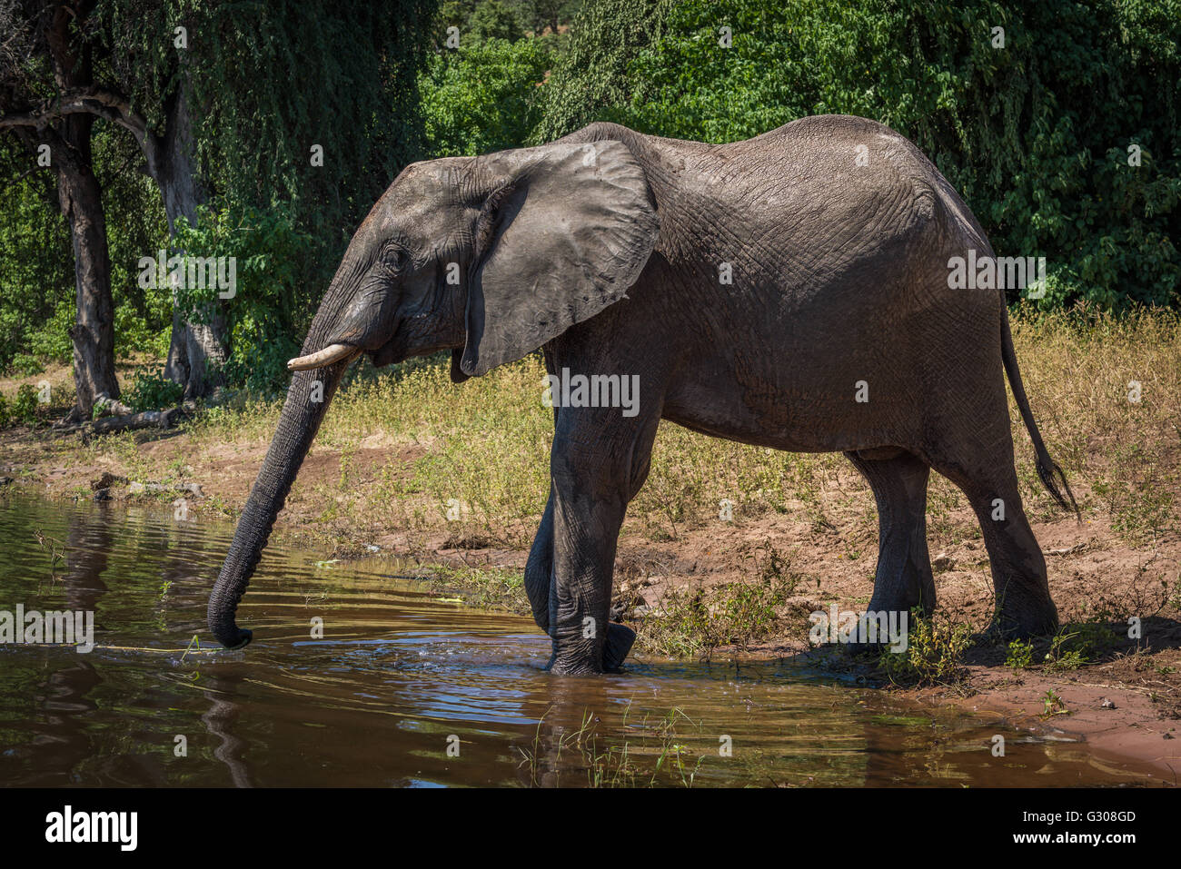 Elephant on riverbank stretching trunk to drink Stock Photo - Alamy