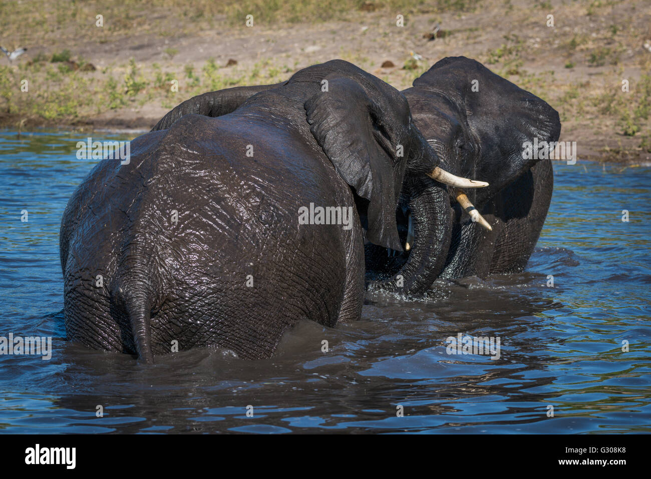 Elephants play fighting in river in sunshine Stock Photo - Alamy