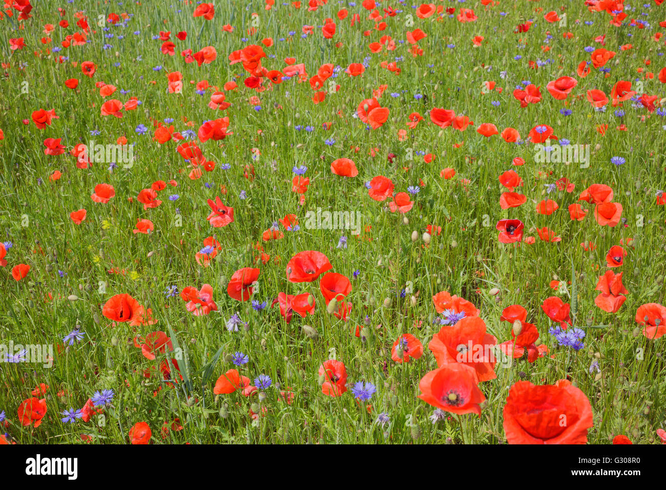 Poppies and cornflowers in meadow Stock Photo