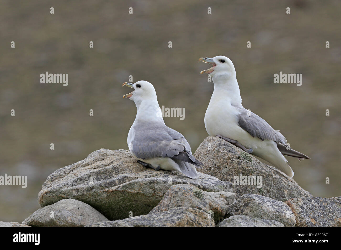 Two Northern Fulmars calling while sat on top of a cleit on St Kilda Stock Photo