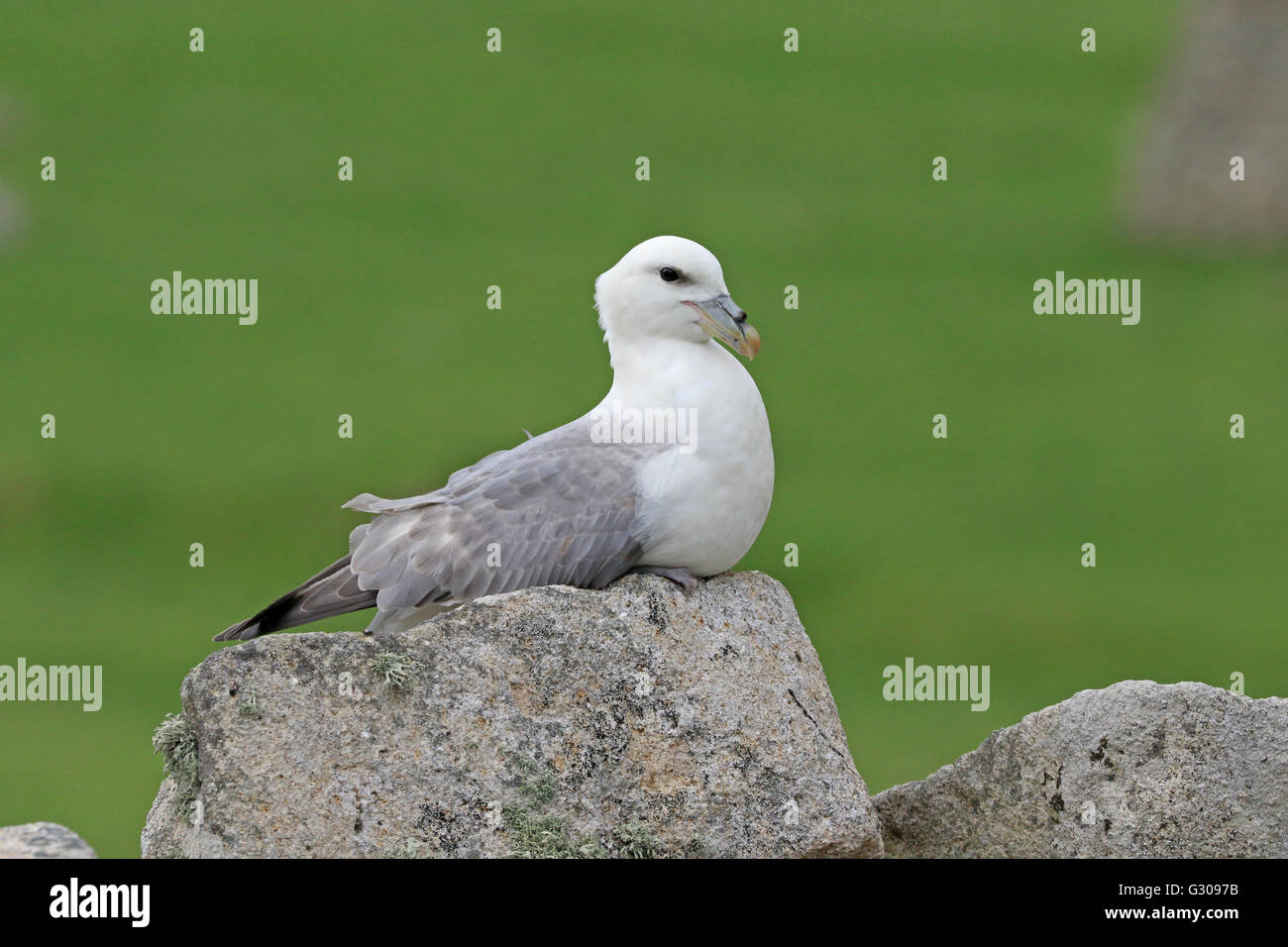 Northern Fulmar sat on top of a cleit on St Kilda Stock Photo