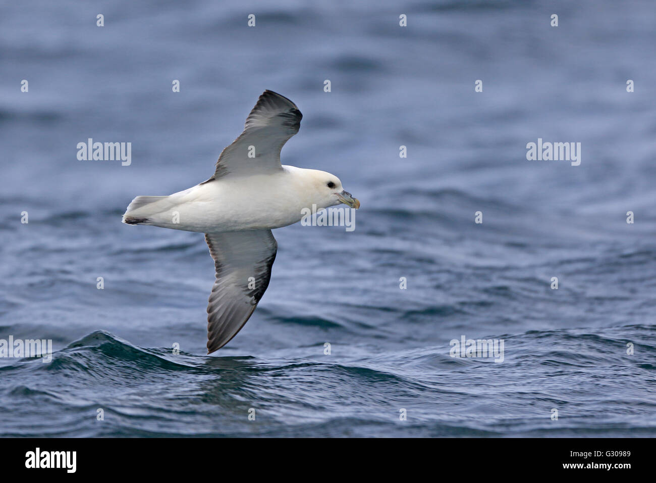 Northern Fulmar turning in flight over the sea by St Kilda Stock Photo