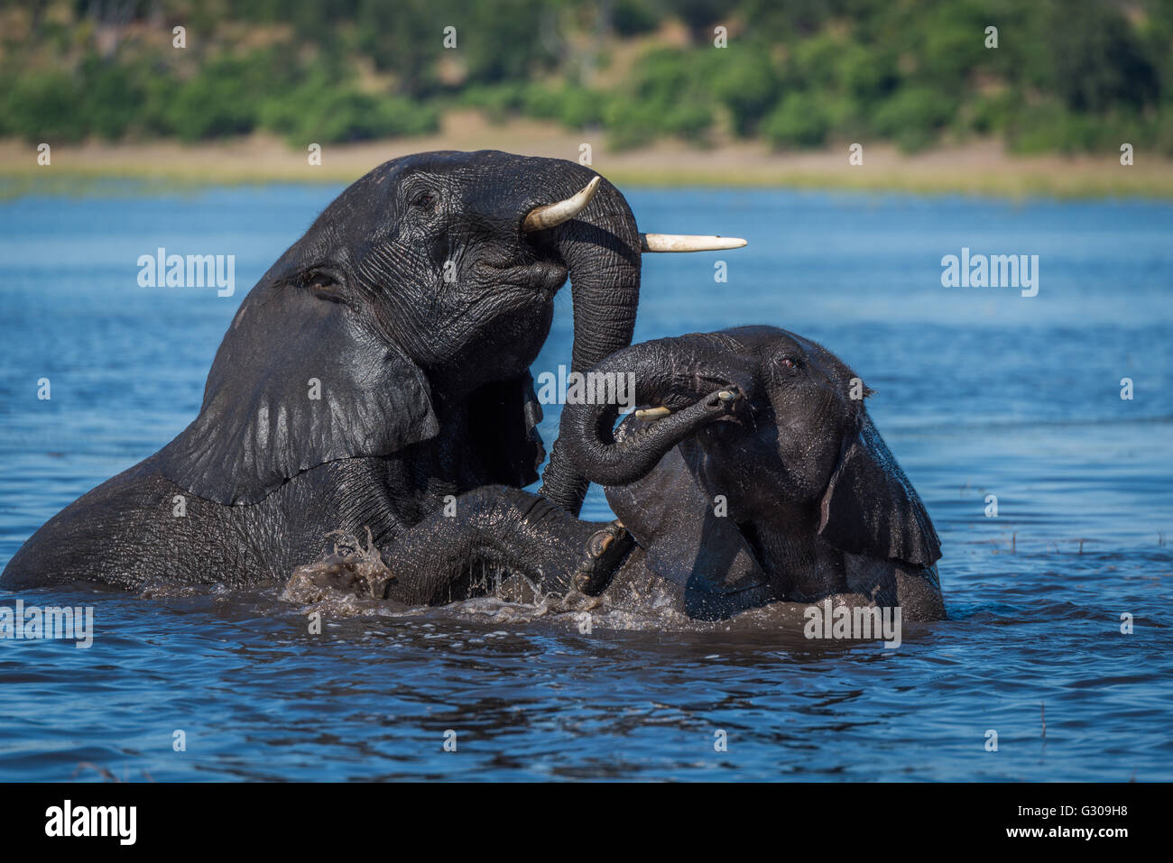 Two wet elephants play fighting in river Stock Photo Alamy