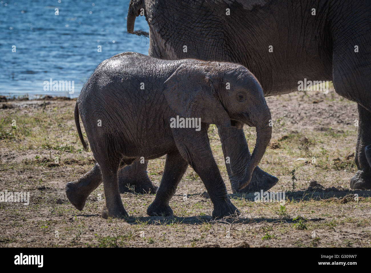Baby elephant walking behind mother beside river Stock Photo