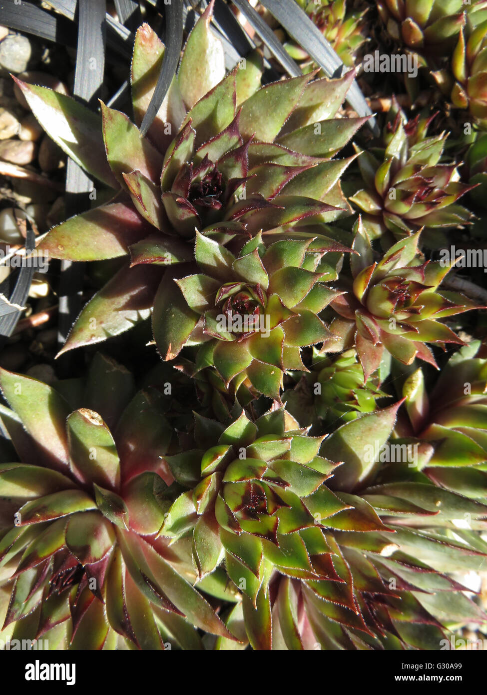Houseleek (Sempervivum tectorum) in sunshine with a few leaves of Ophiopogon planiscapus at top of picture Stock Photo