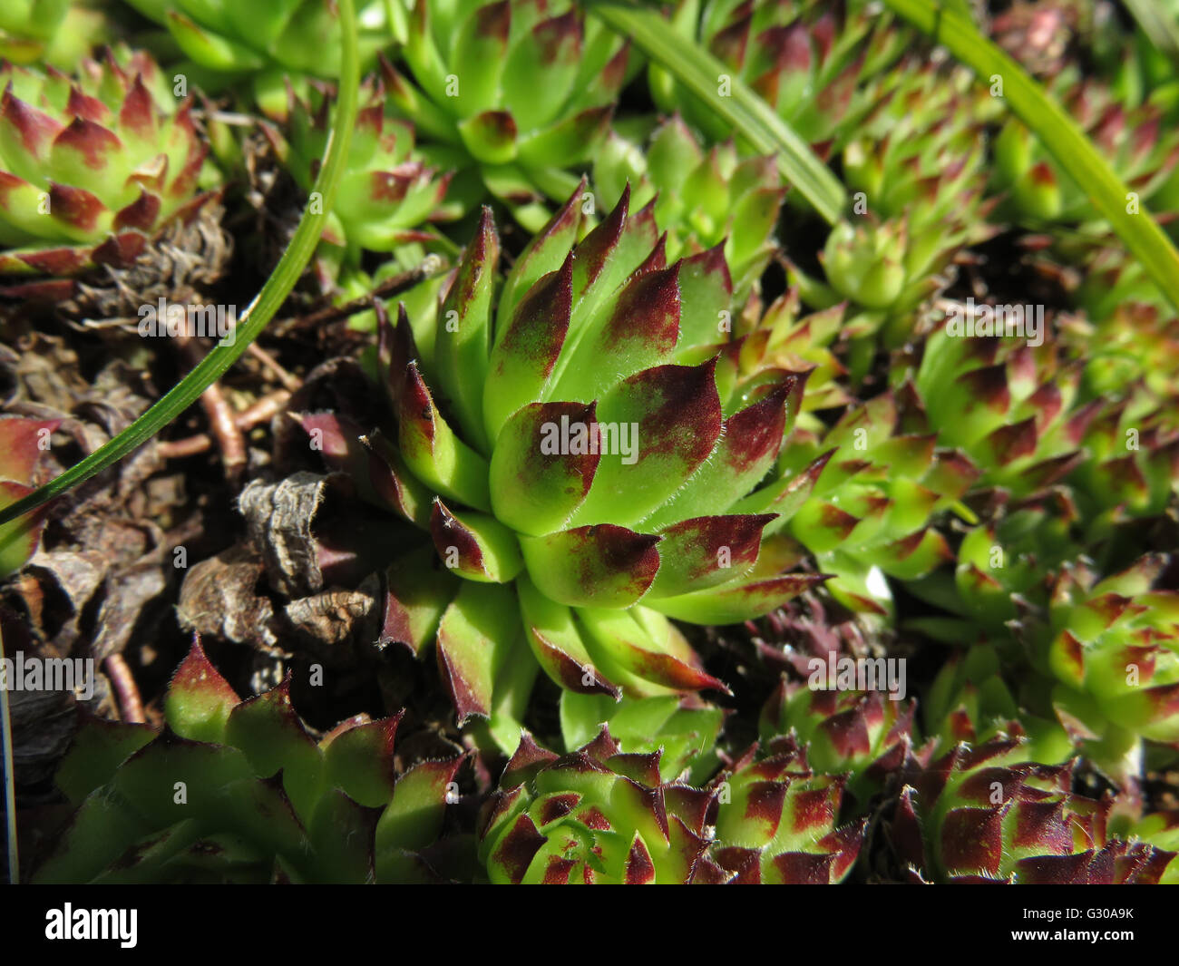 Close-up of houseleek (Sempervivum tectorum) in sunshine with a few Liriope leaves Stock Photo