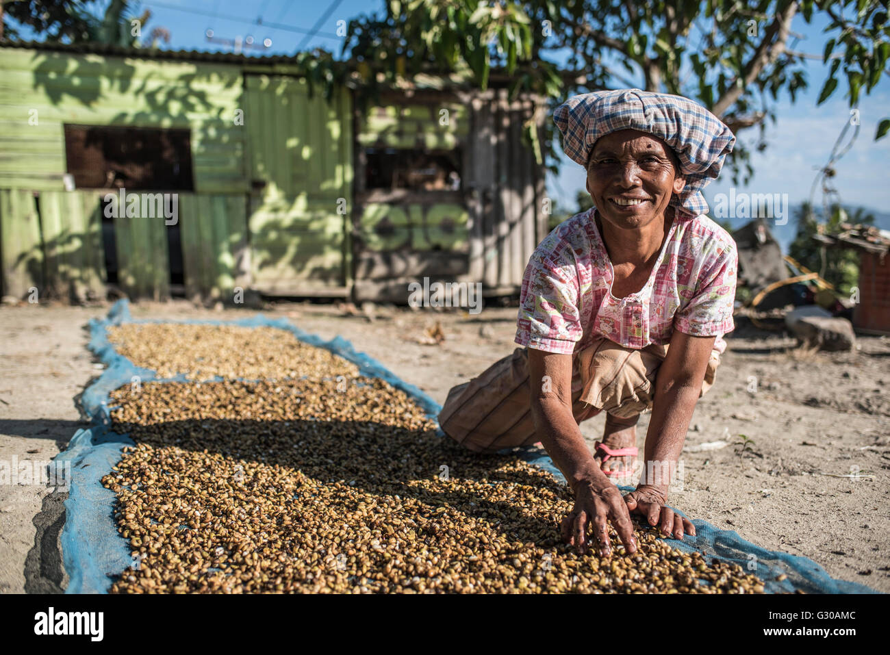 Indonesian woman sorting coffee beans, Lake Toba (Danau Toba), North Sumatra, Indonesia, Southeast Asia, Asia Stock Photo