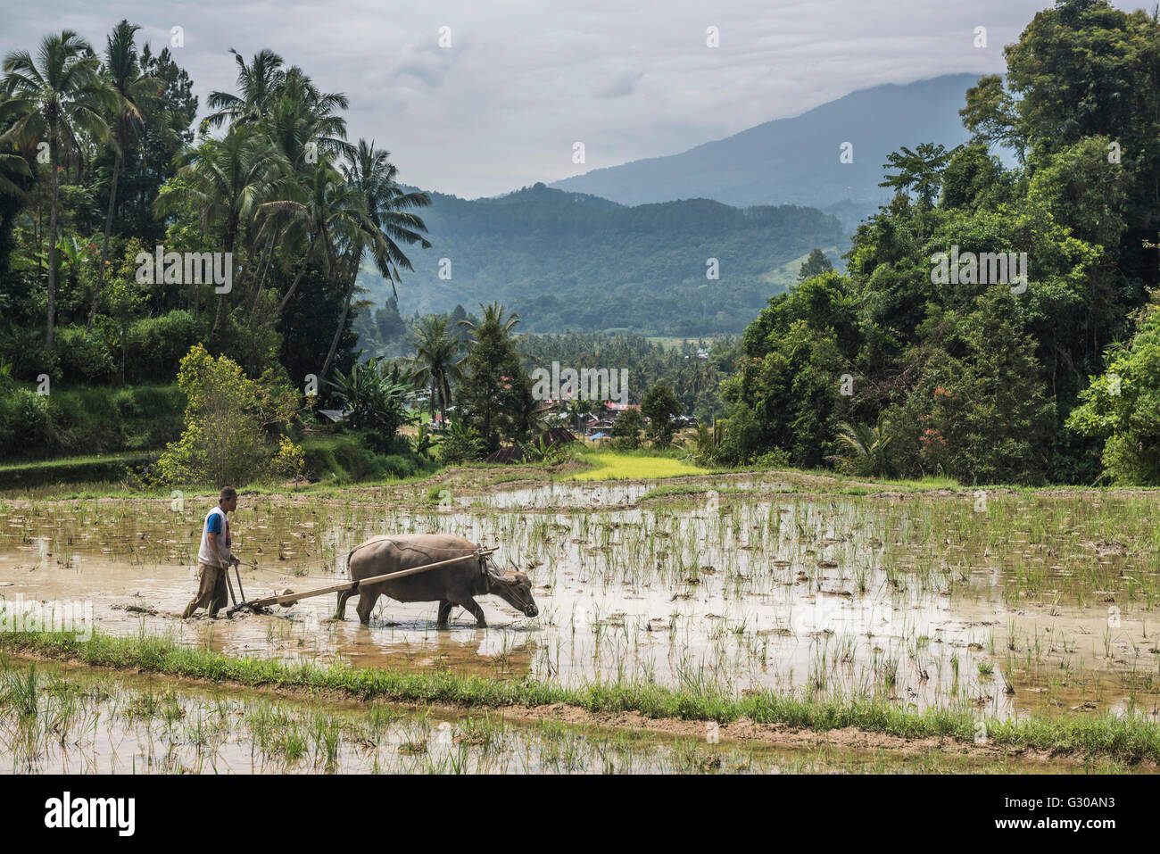 Ploughing rice paddy fields with Water Buffalo near Bukittinggi, West Sumatra, Indonesia, Southeast Asia, Asia Stock Photo