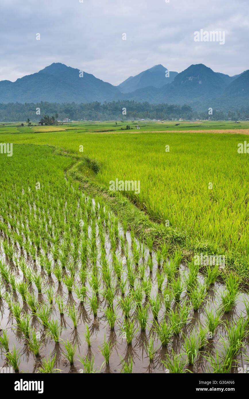 Rice paddy fields, Bukittinggi, West Sumatra, Indonesia, Southeast Asia, Asia Stock Photo