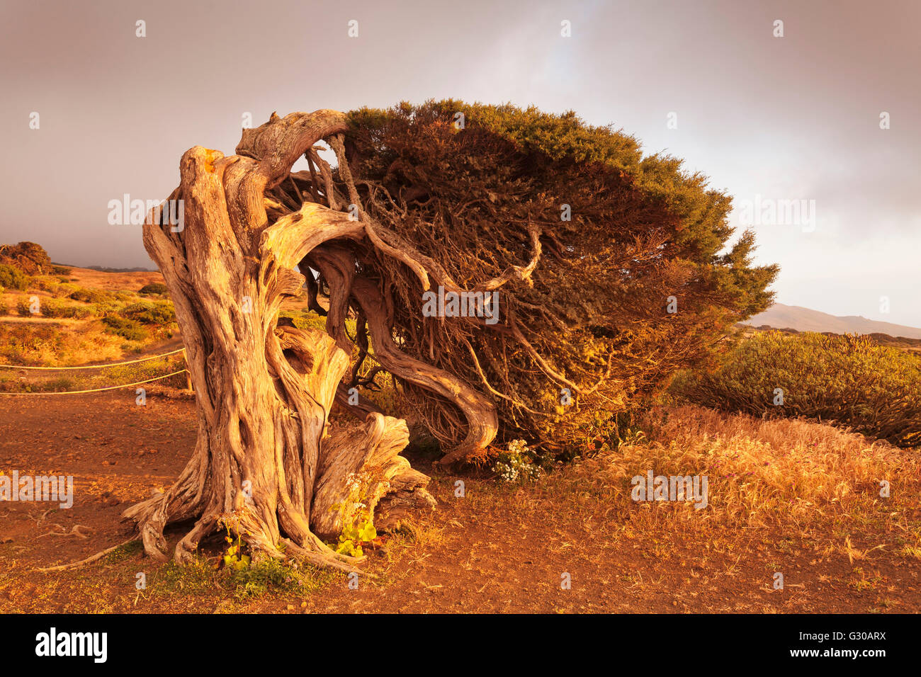 Canary Islands juniper (Juniperus cedrus), Nature Reserve El Sabinar, UNESCO Biosphere Reserve, El Hierro, Canary Islands, Spain Stock Photo