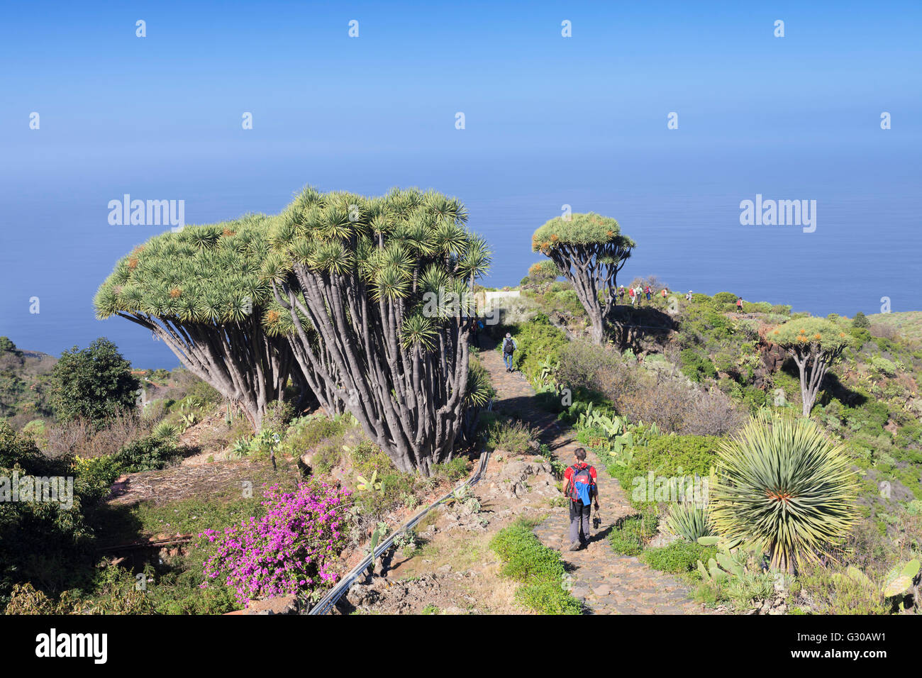 Hiking path and Canarian dragon tree (Dracaena draco), Las Tricias, La  Palma, Canary Islands, Spain, Atlantic, Europe Stock Photo - Alamy