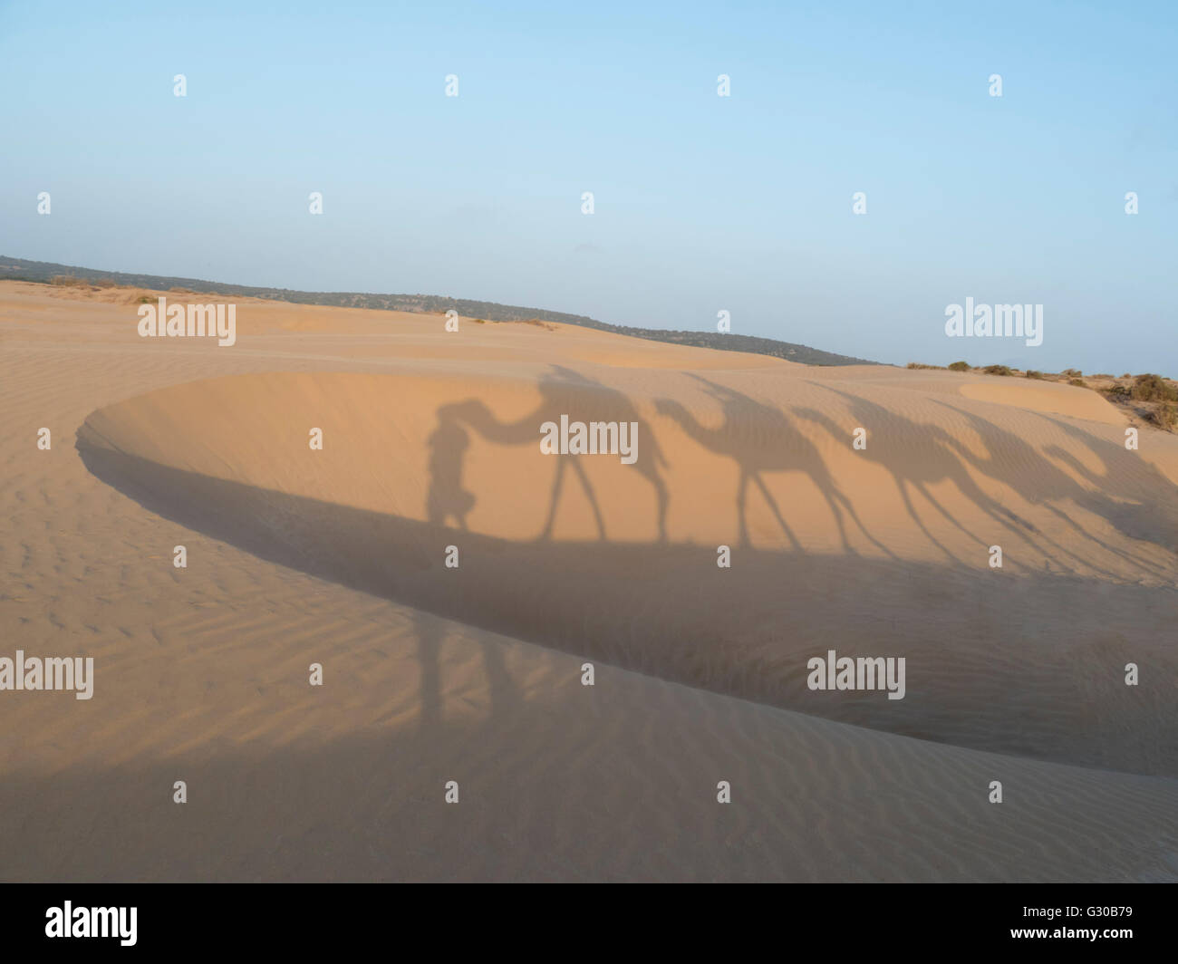 Essaouira beach camel shadows, Morocco, North Africa, Africa Stock Photo