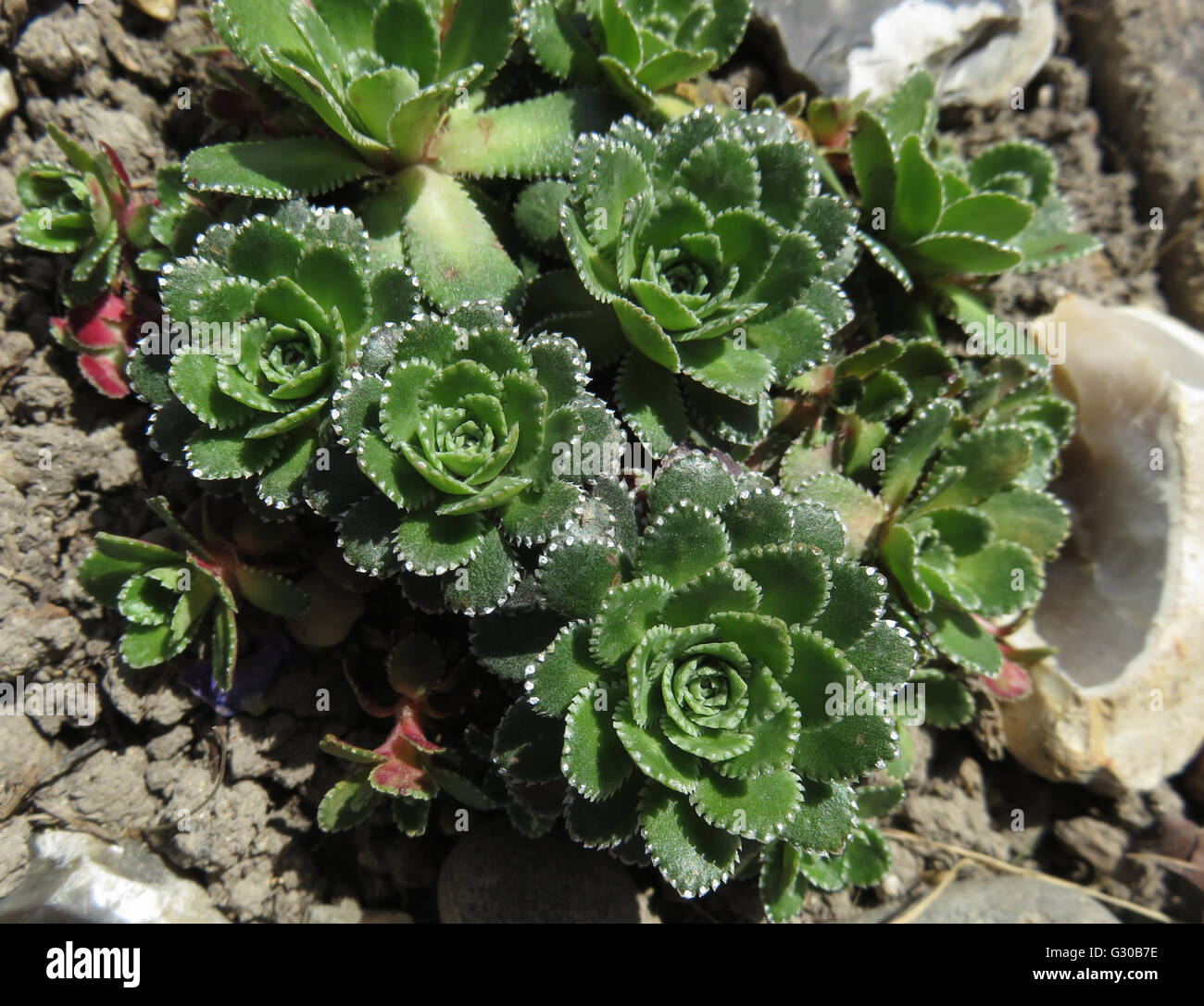 Aizoon rockfoil (Saxifraga aizoon) in chalky soil with flint pebbles, in sunshine Stock Photo