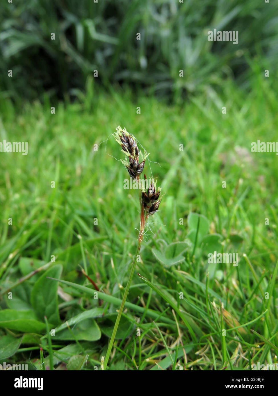 Flowering hairy sedge (Carex hirta) in a lawn Stock Photo