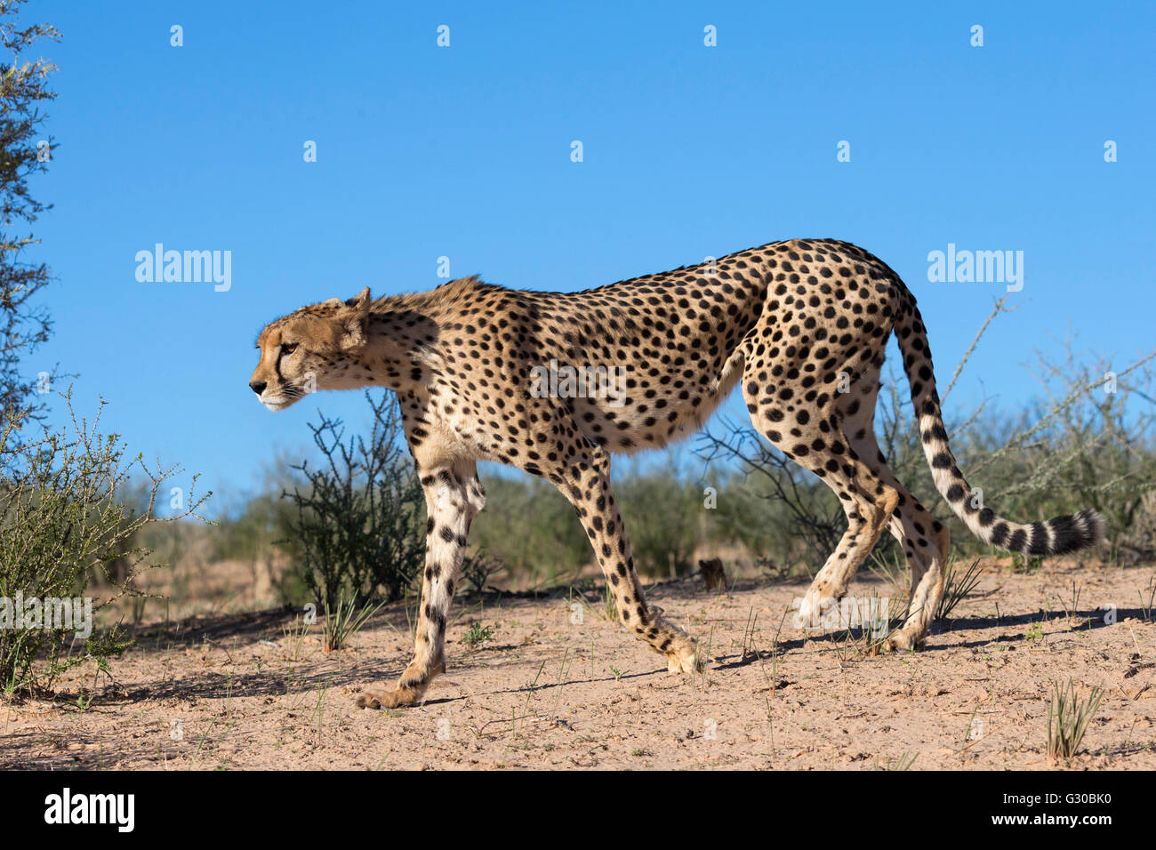 Cheetah (Acinonyx jubatus), Kgalagadi Transfrontier Park, Northern Cape, South Africa, Africa Stock Photo