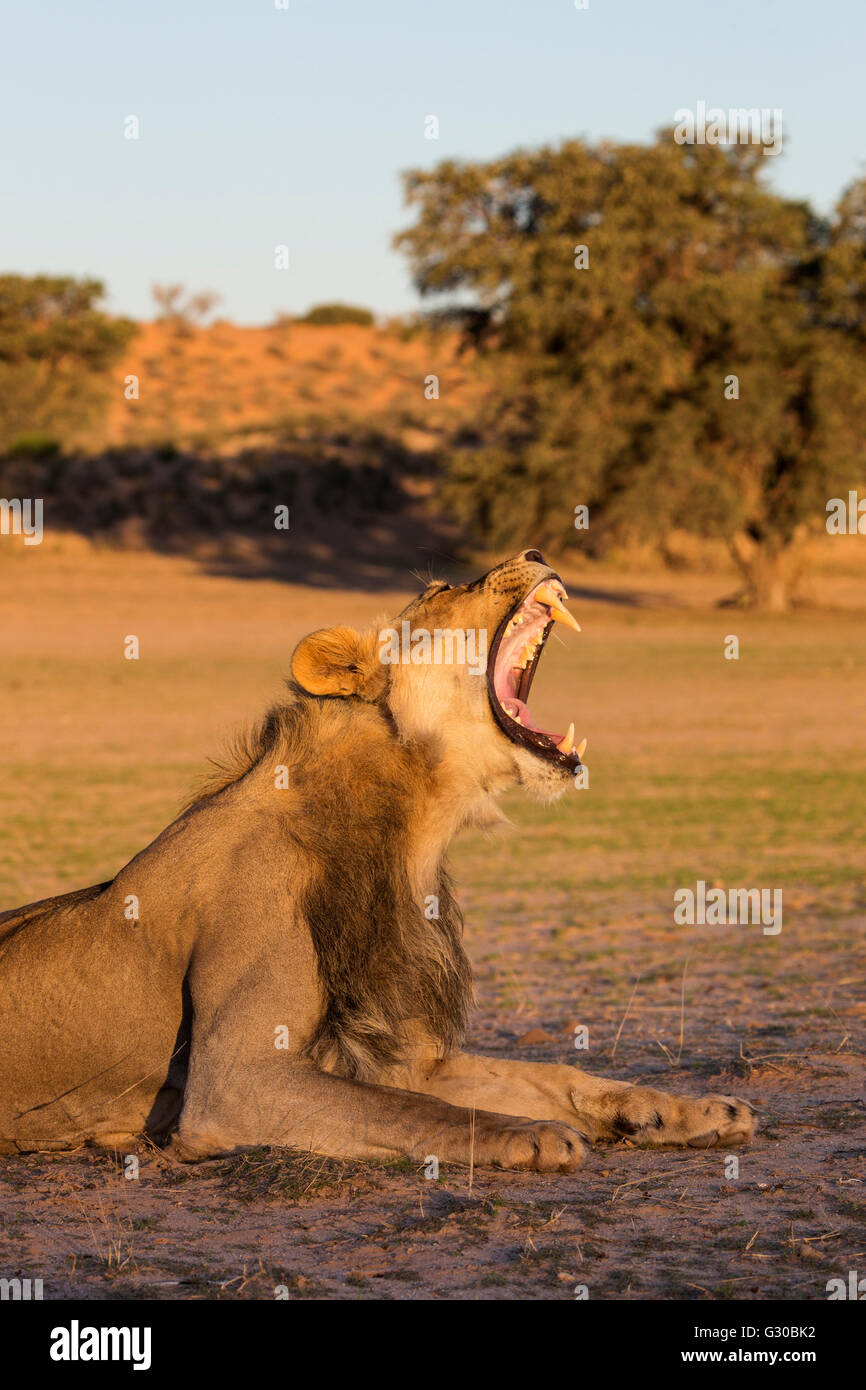 Male lion (Panthera leo) yawning, Kgalagadi Transfrontier Park, Northern Cape, South Africa, Africa Stock Photo