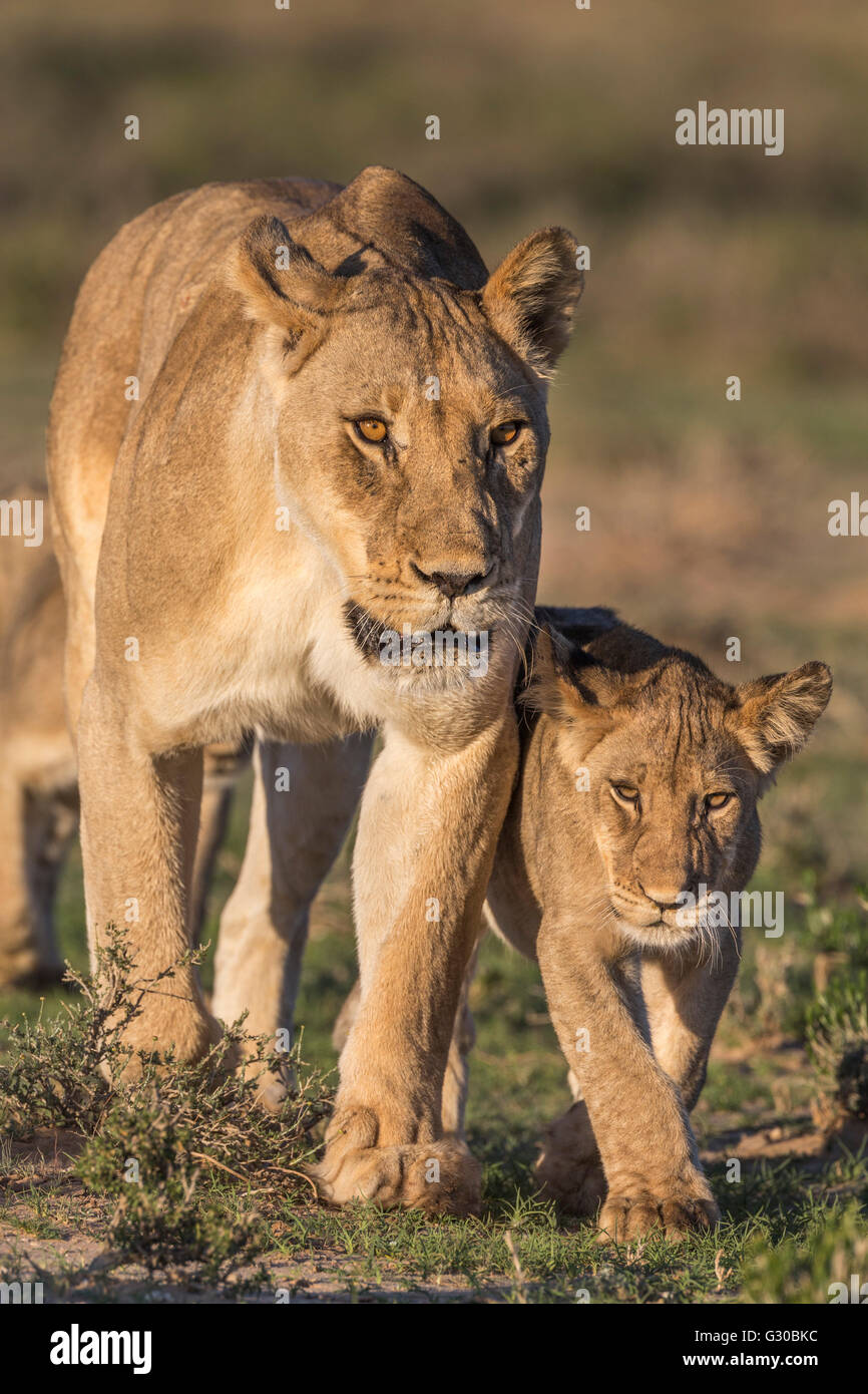 Lioness with cub (Panthera leo), Kgalagadi Transfrontier Park, Northern Cape, South Africa, Africa Stock Photo