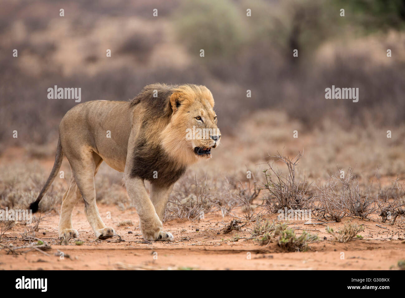 Lion (Panthera leo), Kgalagadi Transfrontier Park, Northern Cape, South Africa, Africa Stock Photo