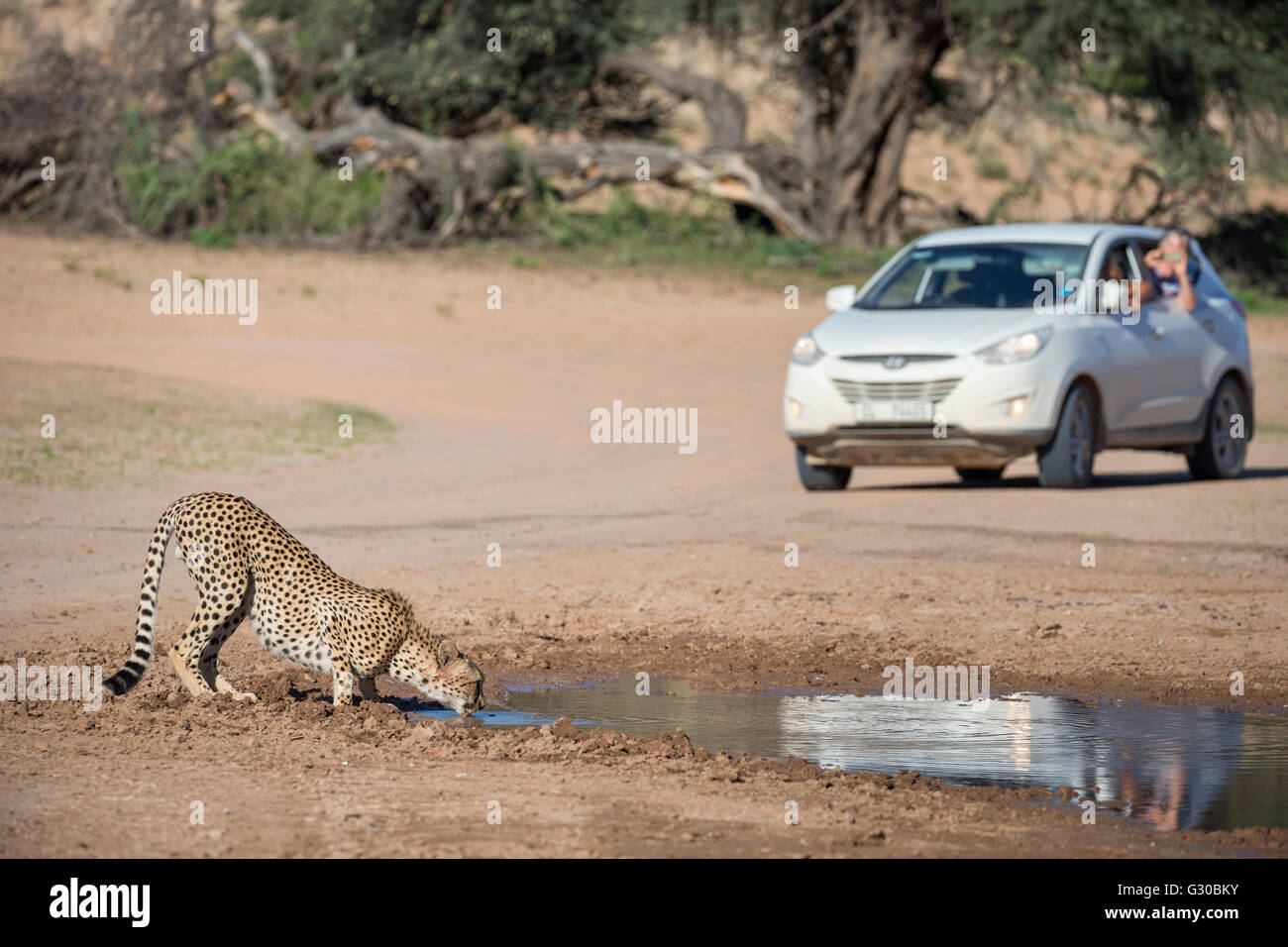 Cheetah (Acinonyx jubatus) seen on self drive safari, Kgalagadi Transfrontier Park, South Africa, Africa Stock Photo
