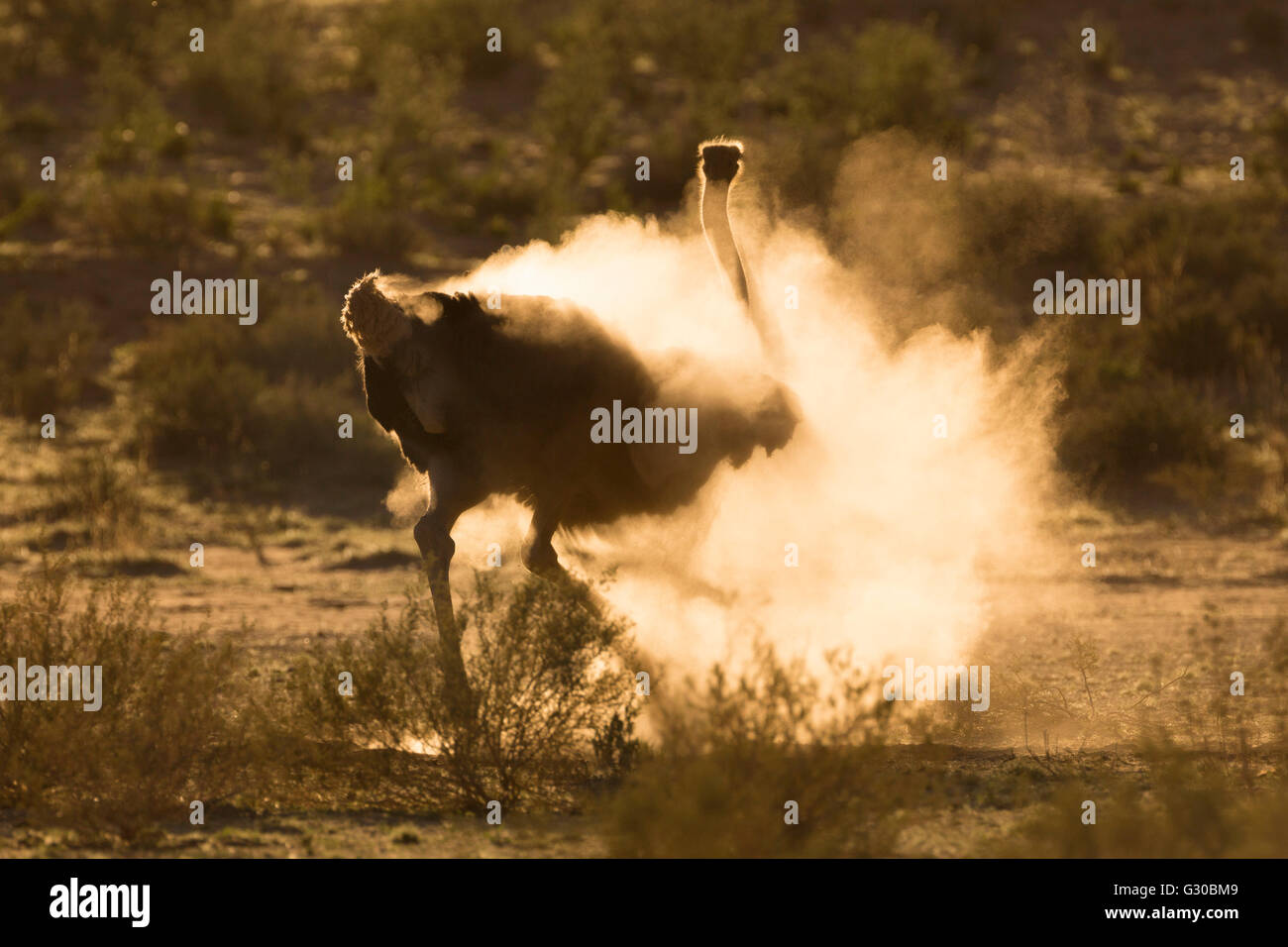 Ostrich (Struthio camelus) dustbathing, Kgalagadi Transfrontier Park, South Africa, Africa Stock Photo