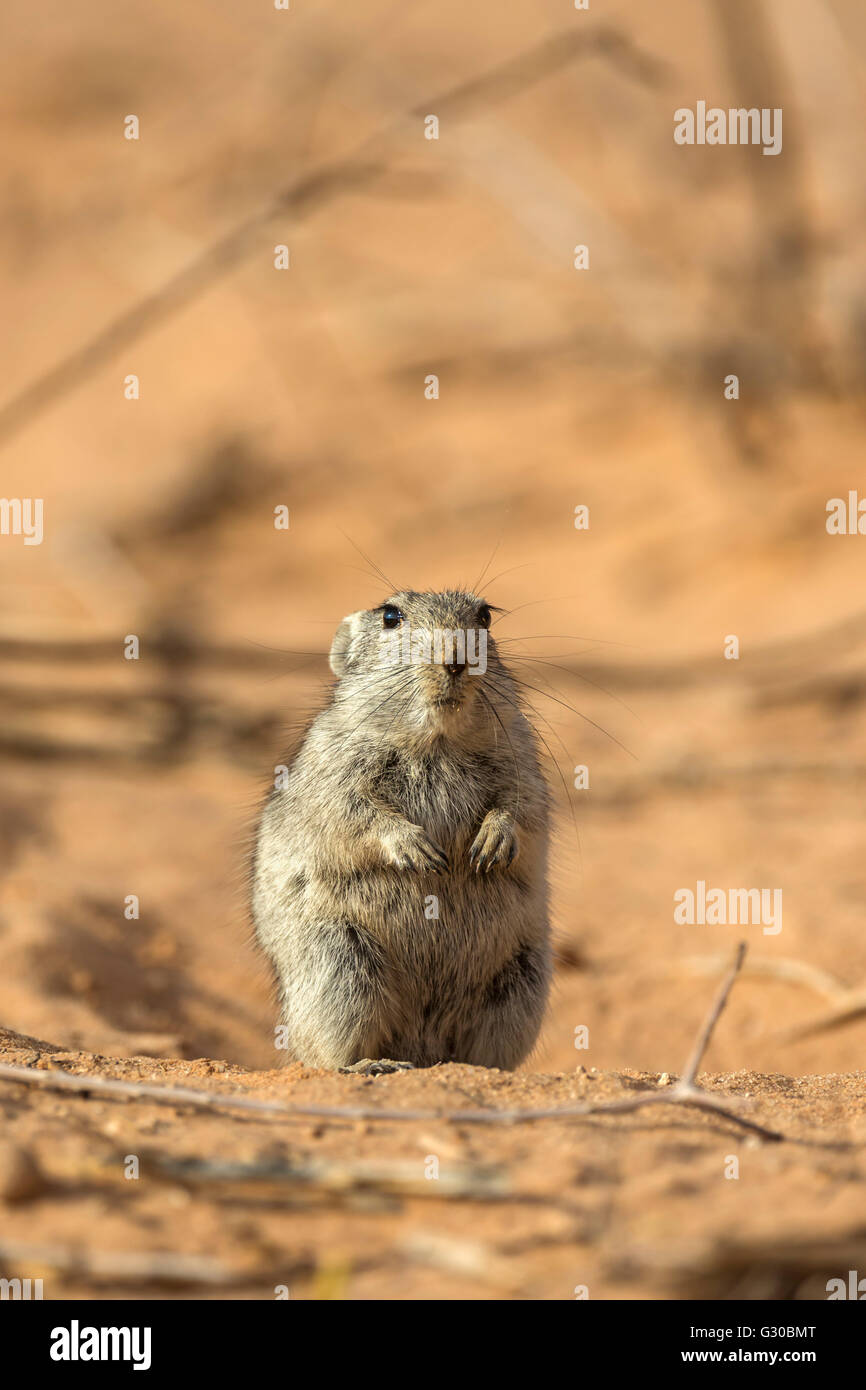 Brant's whistling rat (Parotomys brantsii) in the Kalahari, Kgalagadi Transfrontier Park, Northern Cape, South Africa, Africa Stock Photo