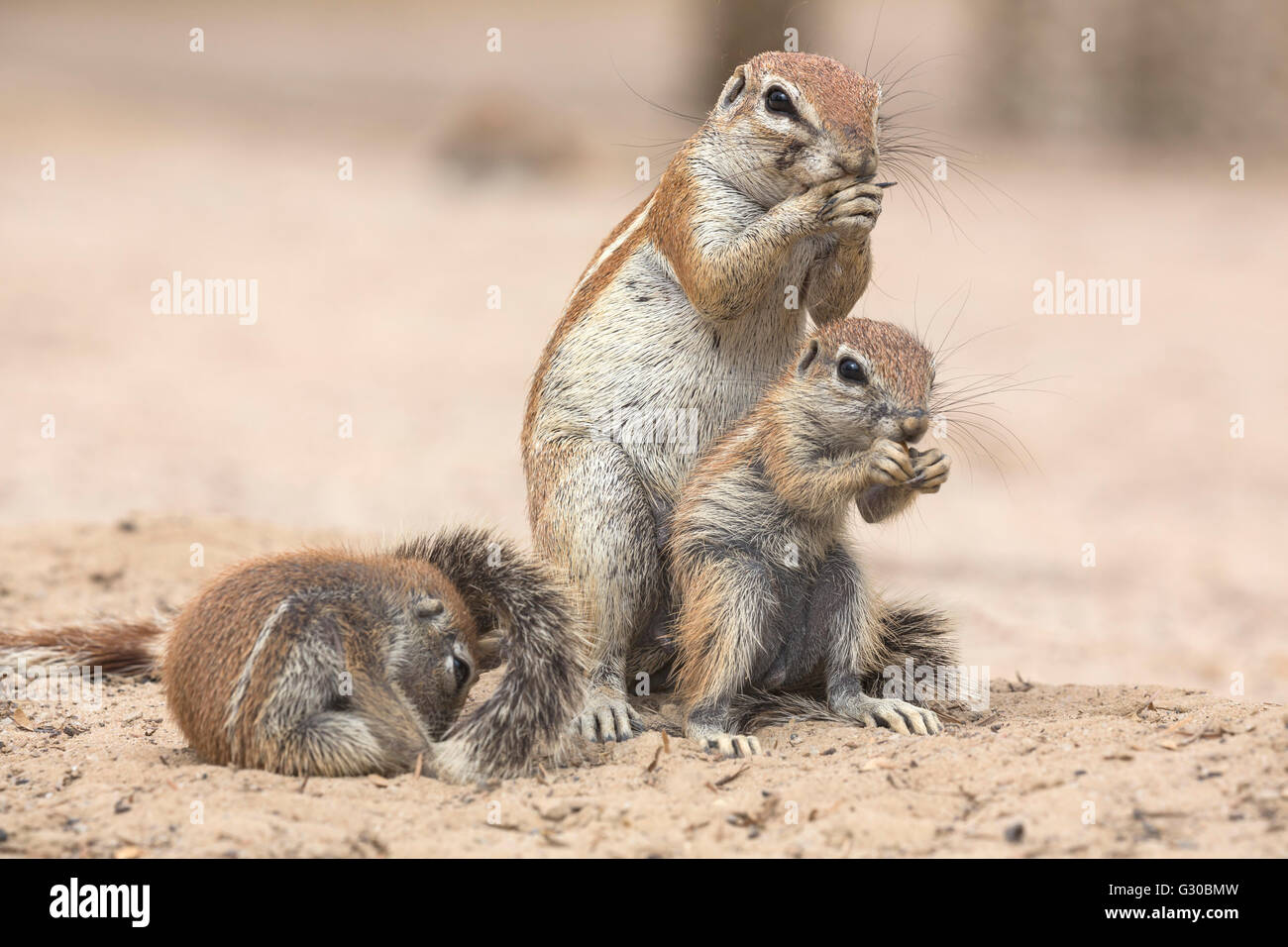 Ground squirrels (Xerus inauris), Kgalagadi Transfrontier Park, Northern Cape, South Africa, Africa Stock Photo