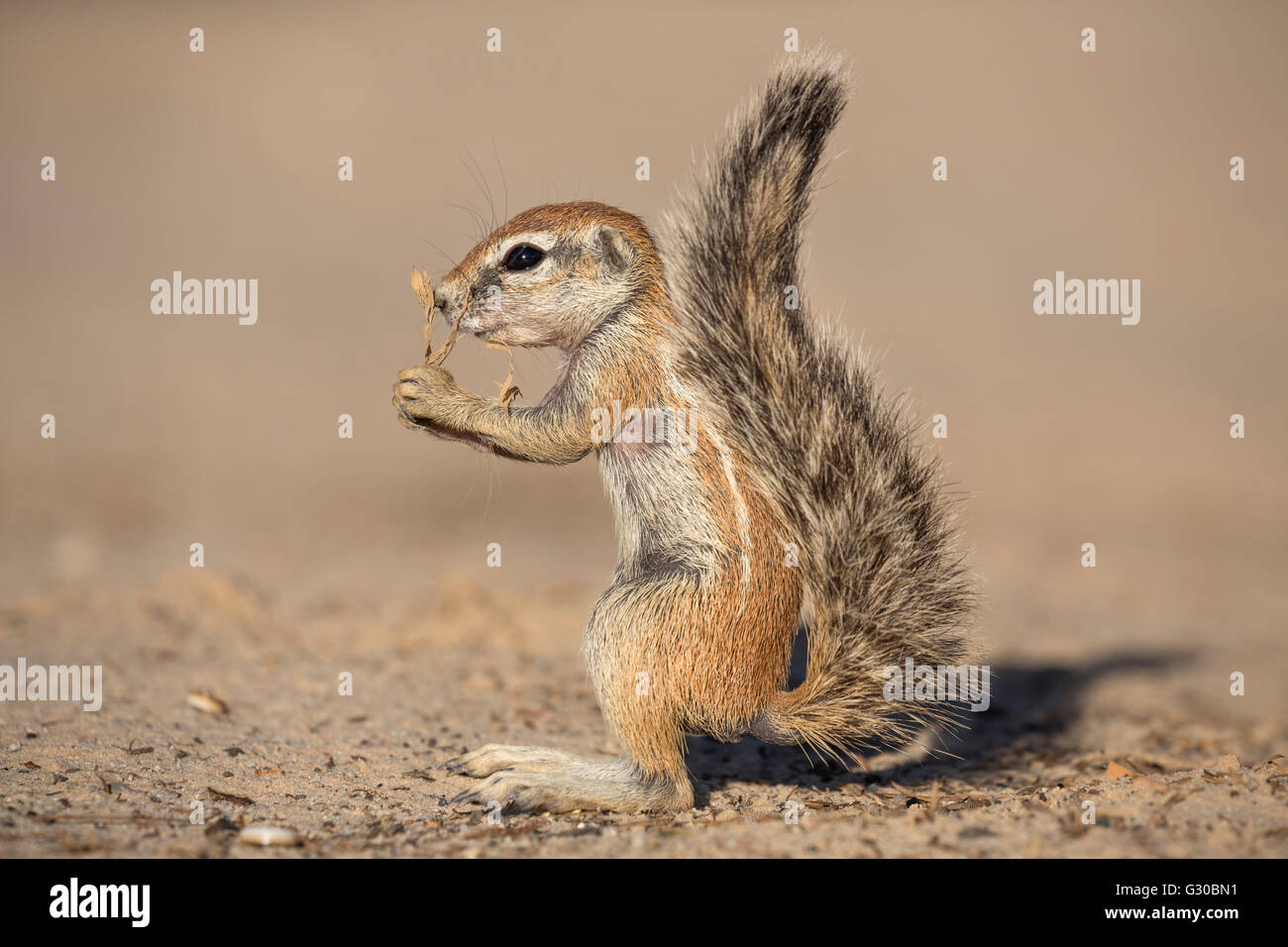 Young ground squirrel (Xerus inauris), Kgalagadi Transfrontier Park, Northern Cape, South Africa, Africa Stock Photo