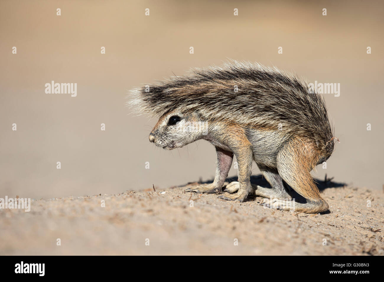 Ground squirrel (Xerus inauris) young, Kgalagadi Transfrontier Park, Northern Cape, South Africa, Africa Stock Photo