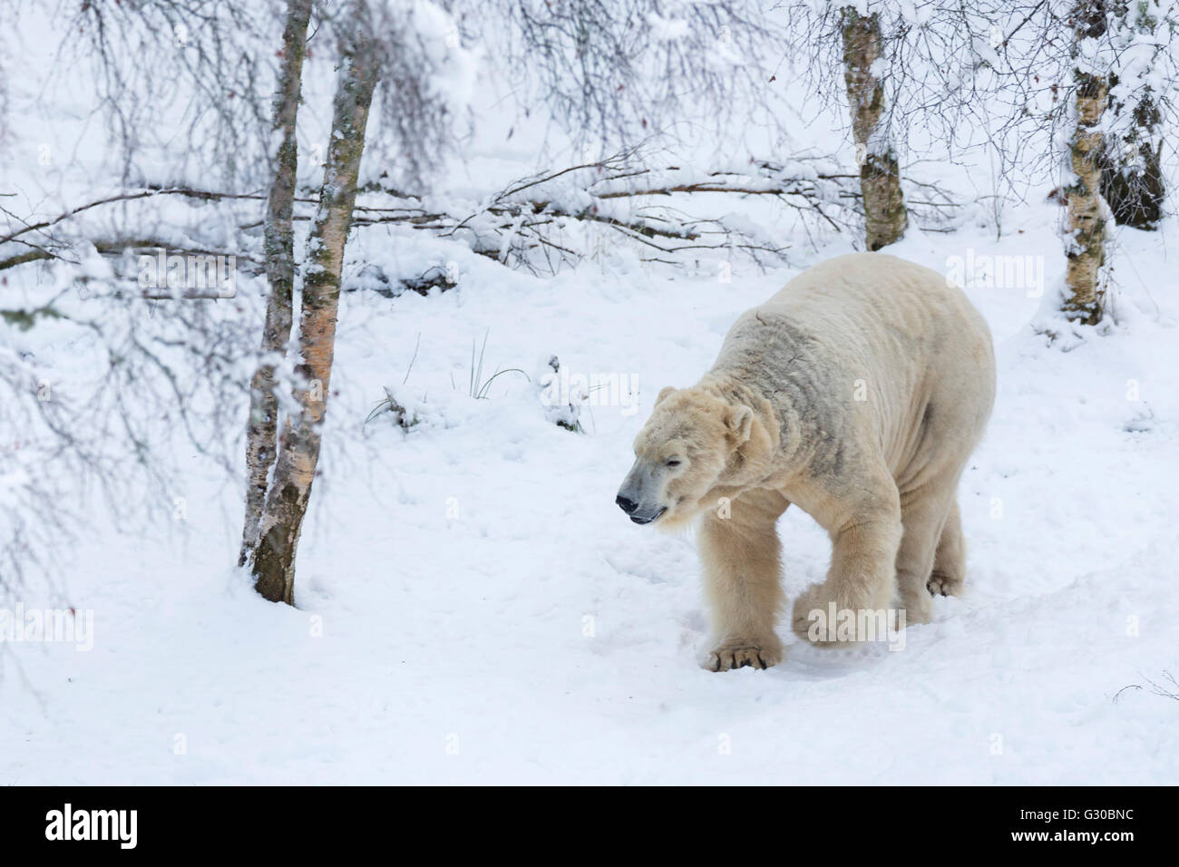Polar bear (Ursus maritimus) male, captive, Highland Wildlife Park, Kingussie, Scotland, United Kingdom, Europe Stock Photo