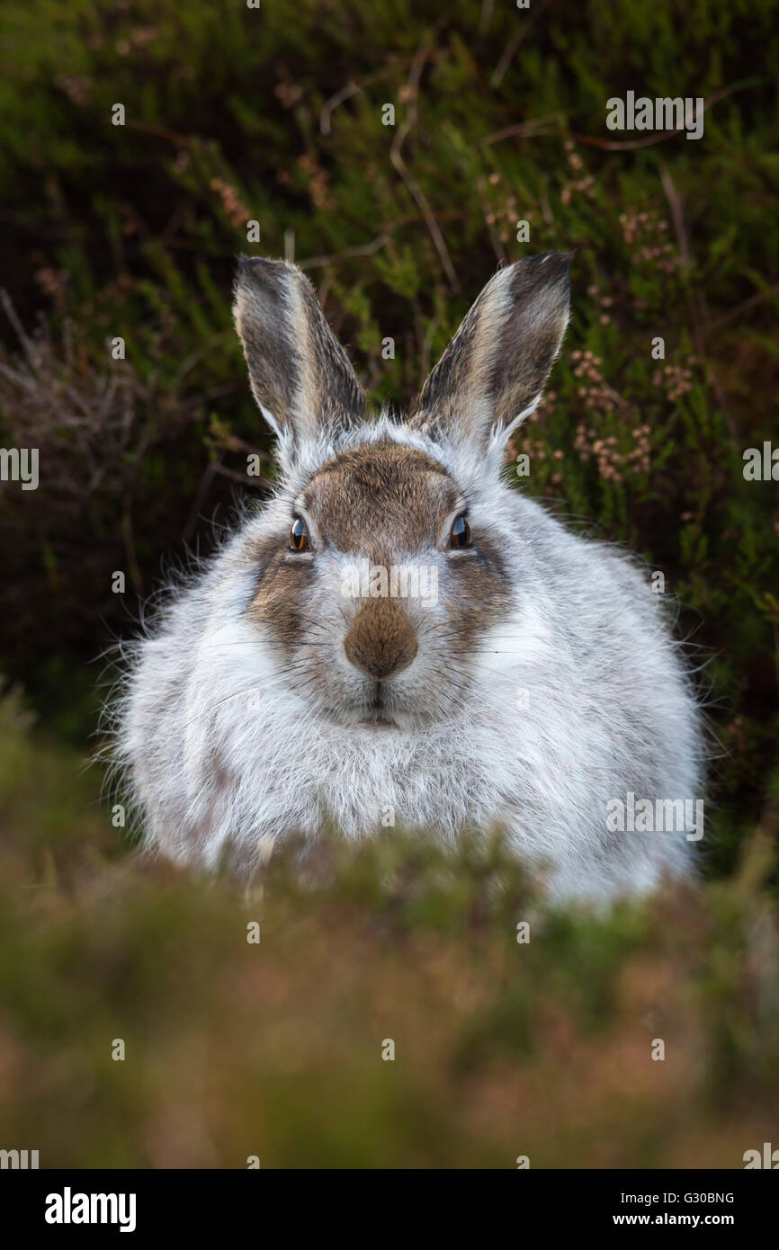 Mountain hare (Lepus timidus) in winter coat, Scottish Highlands, Scotland, United Kingdom, Europe Stock Photo