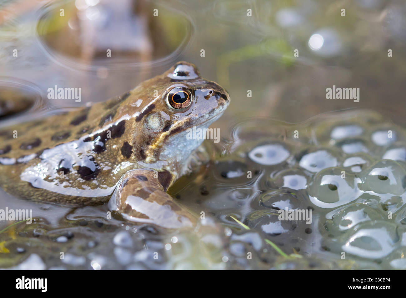 Common frog (Rana temporaria) in spawning pond, Northumberland, England, United Kingdom, Europe Stock Photo