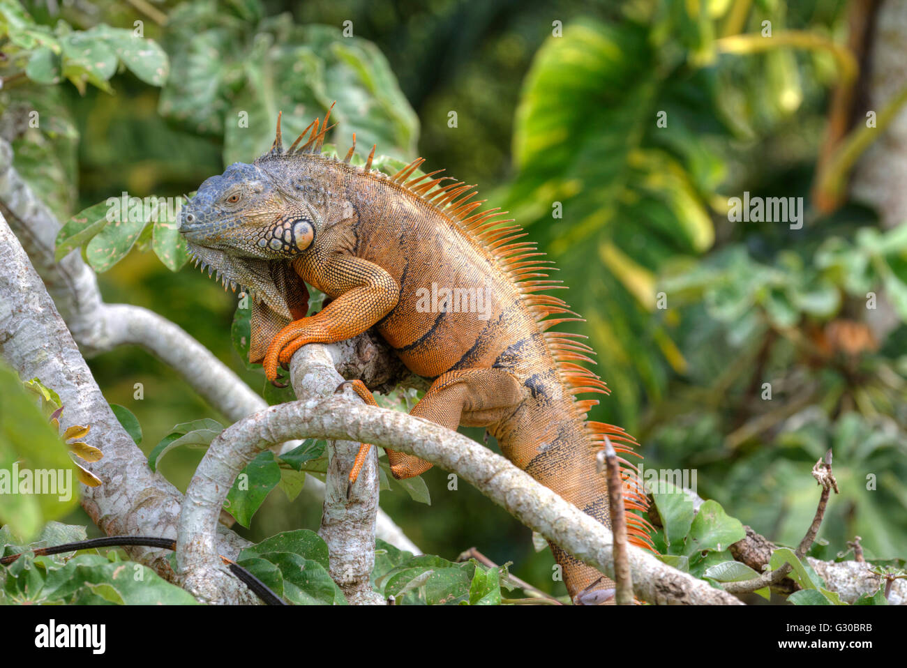 Iguana that is green hi-res stock photography and images - Alamy