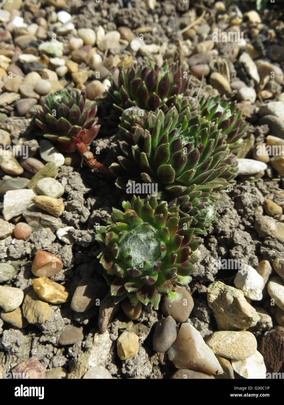 Houseleek (Sempervivum arachnoideum) in gravel on chalk soil, in sunshine Stock Photo