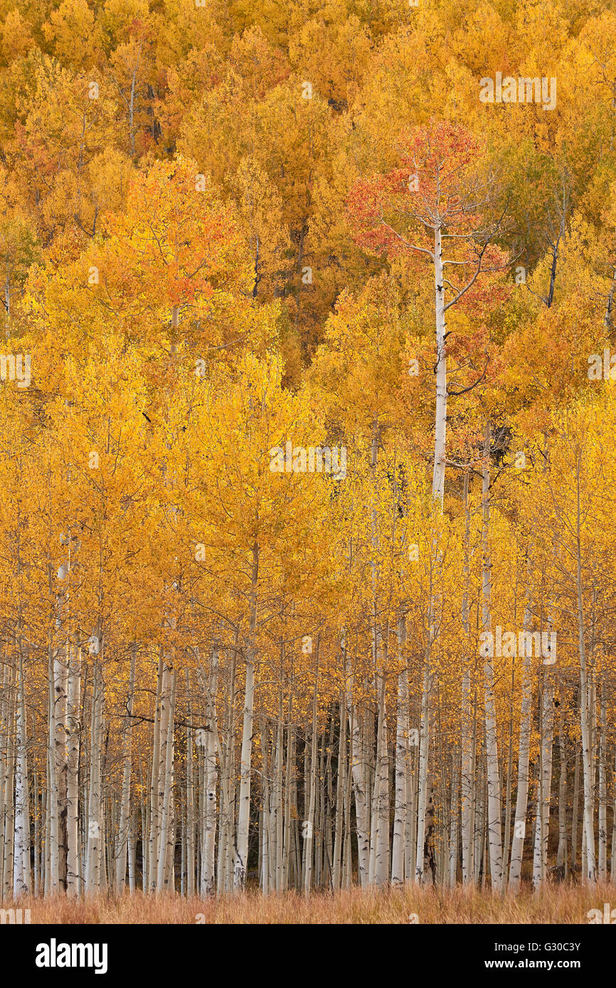 Yellow and orange aspen in the fall, Uncompahgre National Forest, Colorado, United States of America, North America Stock Photo