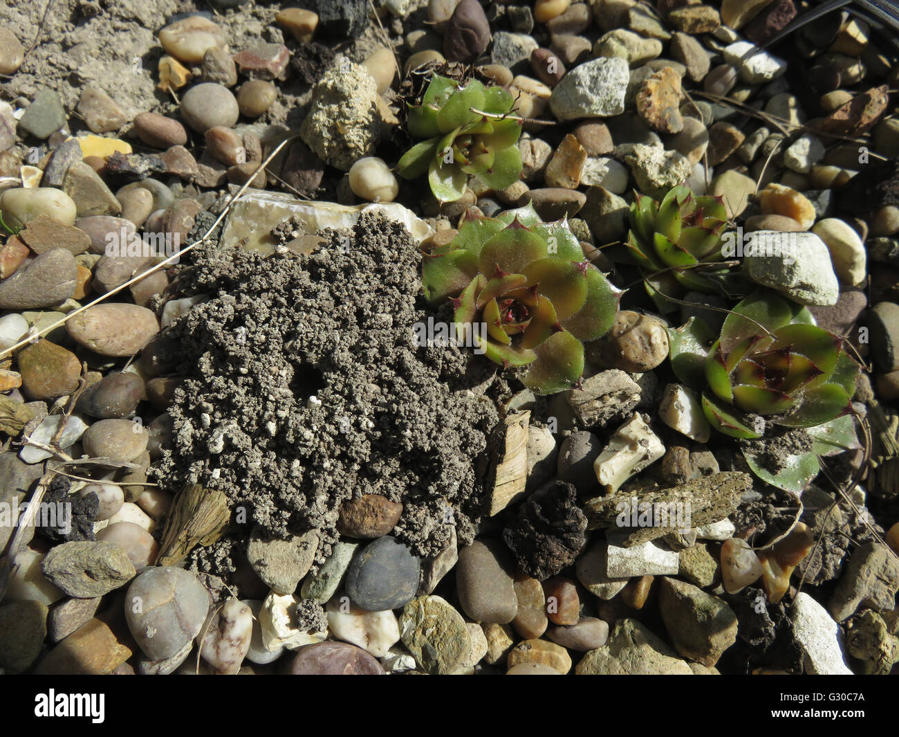Hole of mining bee (Andrena sp.) next to houseleek (Sempervivum 'blue boy') in gravel on chalk soil, in sunshine Stock Photo