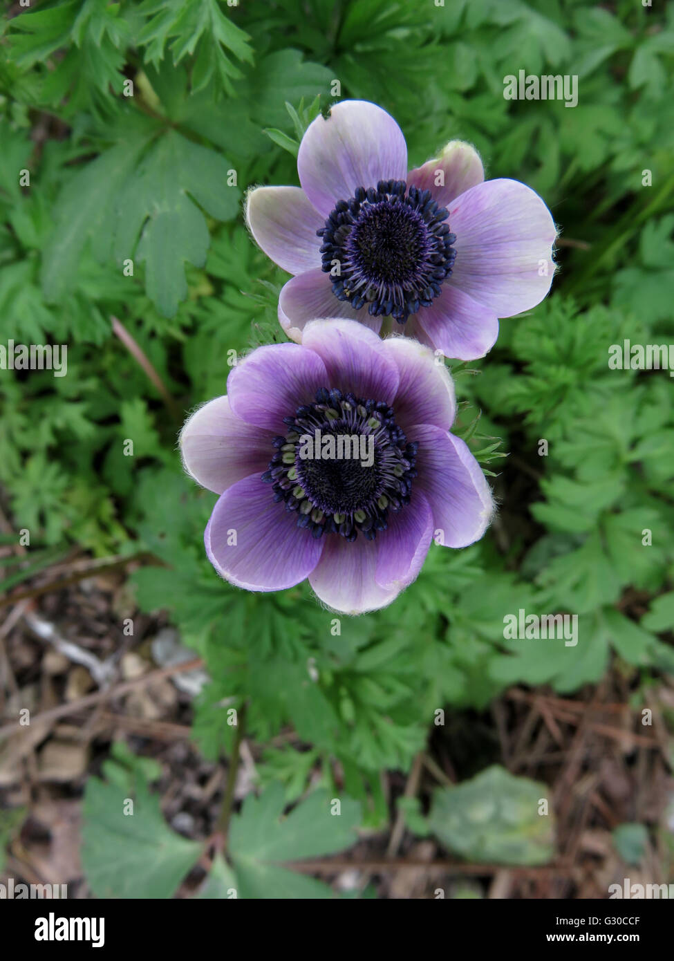 Two purple anemone (Anemone coronaria) flowers with leaves, from above Stock Photo