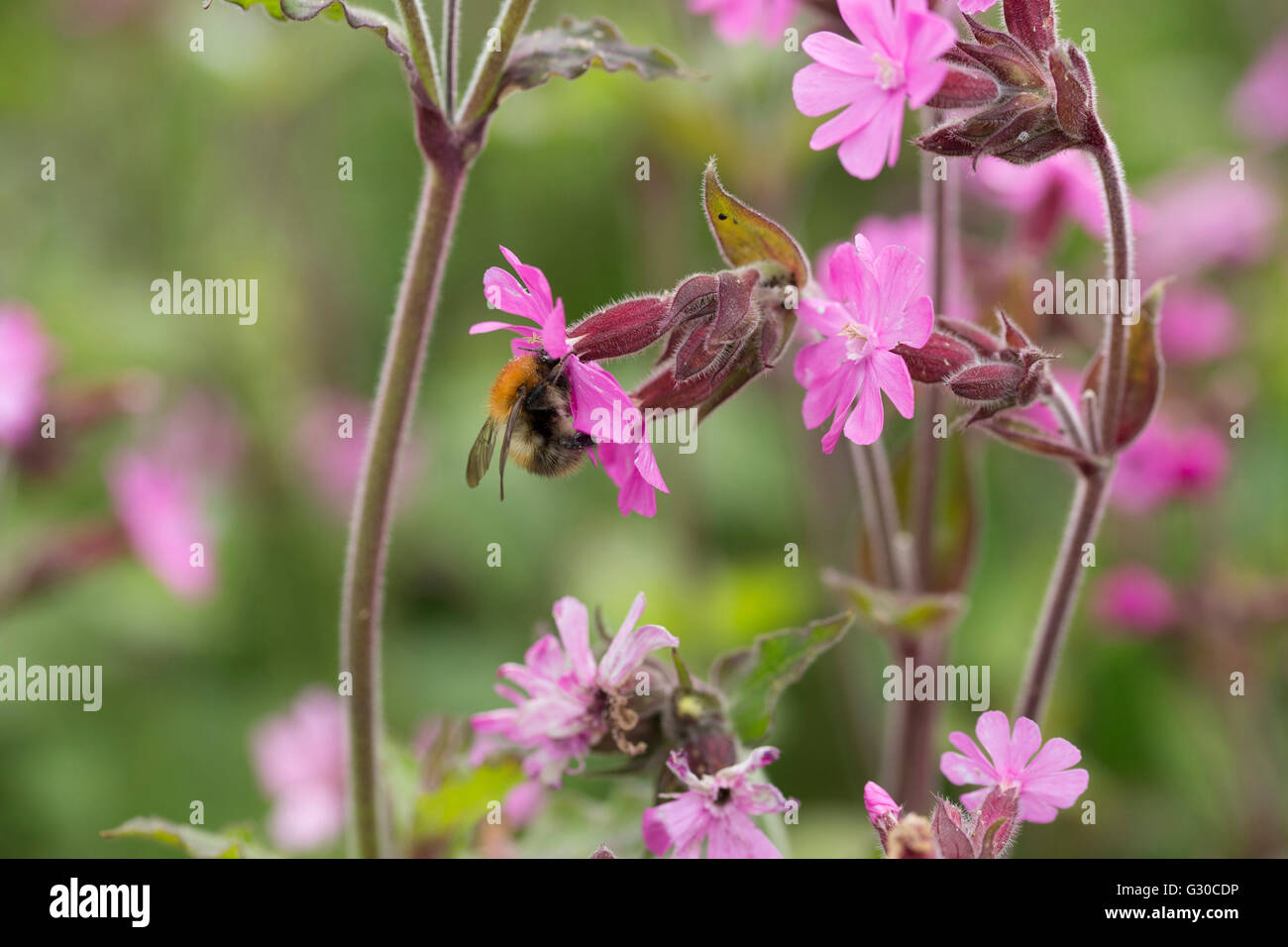 Bee pollinating Pink Campion Stock Photo