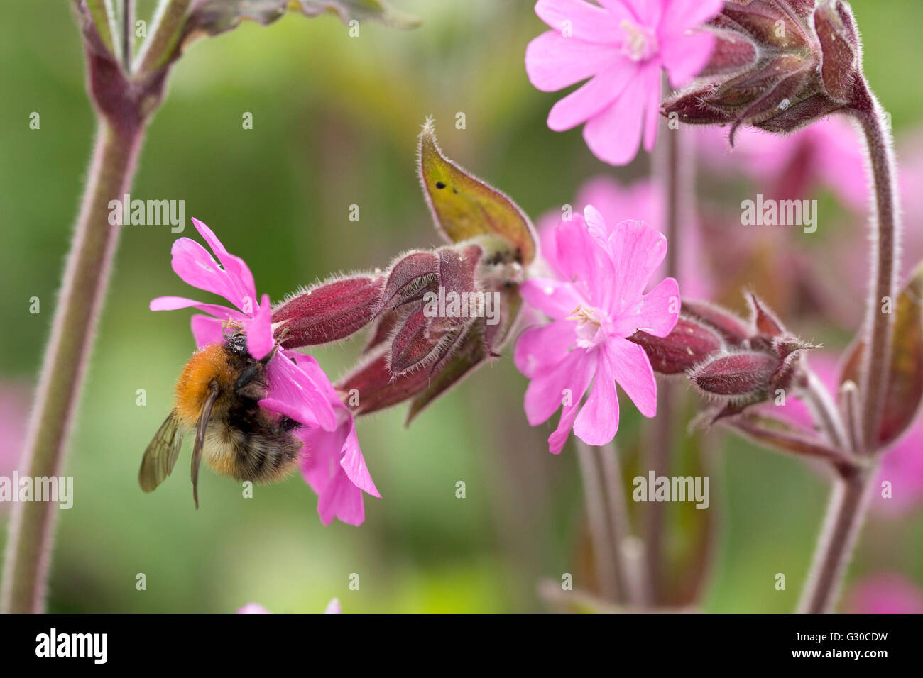 Bee pollinating Pink Campion Stock Photo