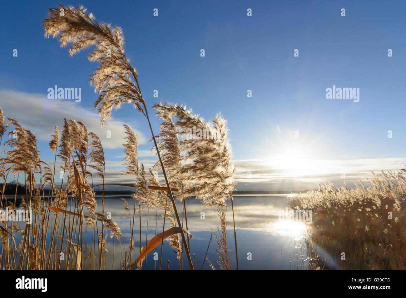 pond Neuendorfer Teich of Peitz ponds with reeds, Germany, Brandenburg , Peitz Stock Photo