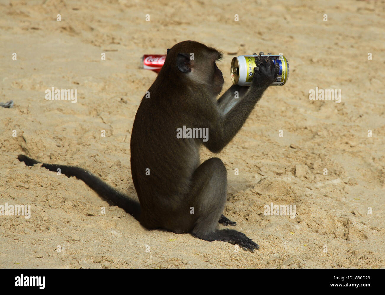 Longtaile macaque monkey drinks beer at the beach, Thailand Stock Photo Alamy