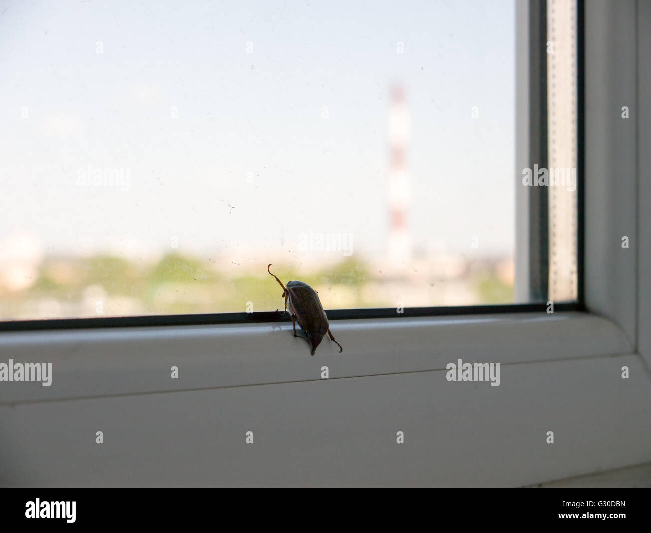 The insect bug chafer Stock Photo - Alamy