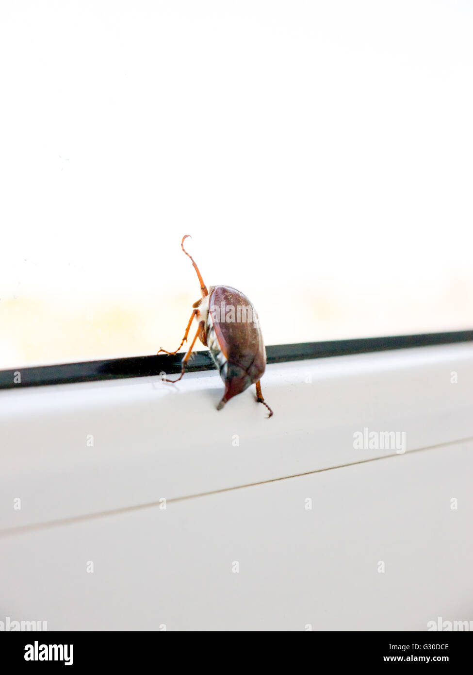 The insect bug chafer Stock Photo - Alamy