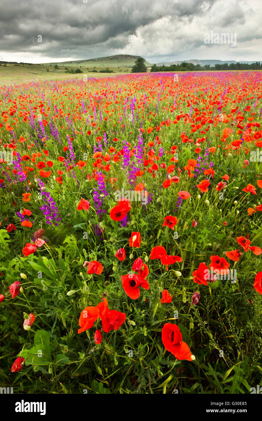 Purple Flowers And Red Poppy Field In Mountains Wide Angle Stock Photo Alamy