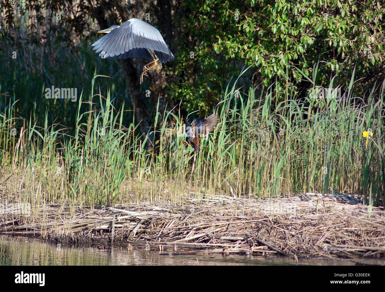 Moorhen defending its territory from young grey heron Stock Photo